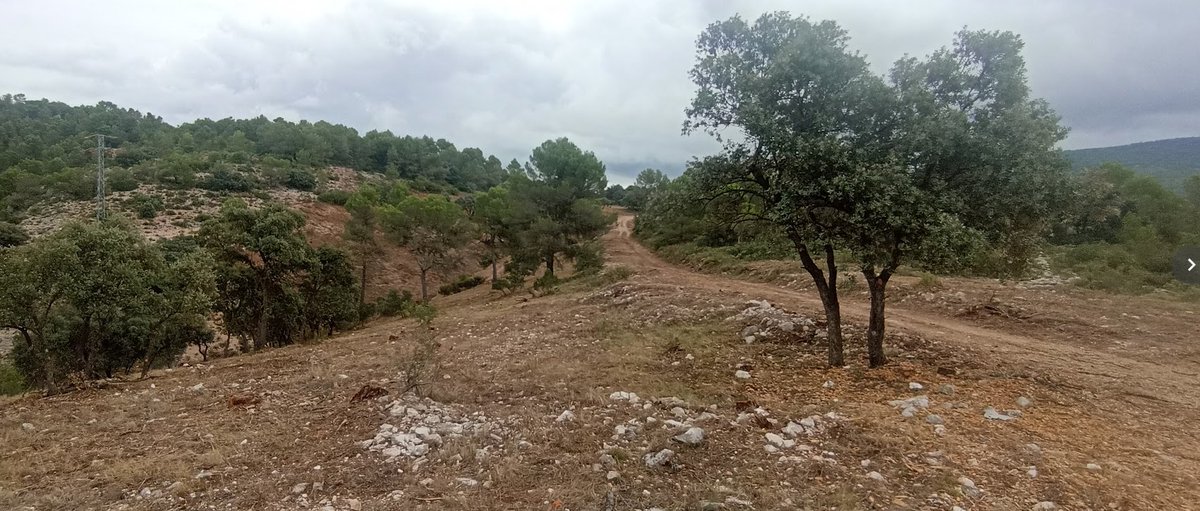 David Belda Miró tweet media