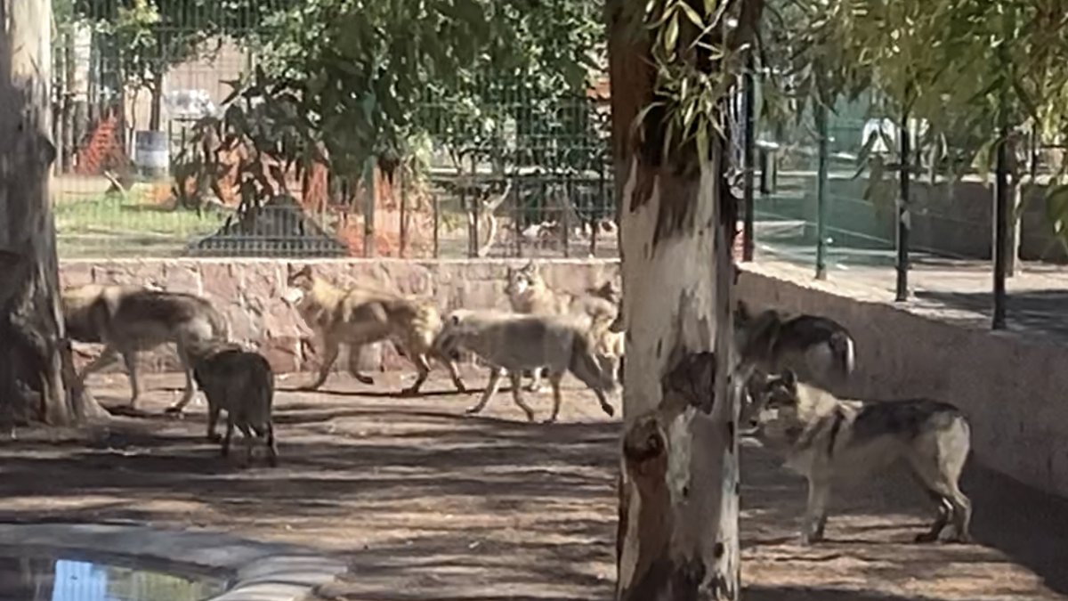 Han Visitado al Zoológico Sahuatoba 180 Mil Personas; Han Recaudado 7 MDP #Durango 
durangos21.com.mx/2023/09/29/han…