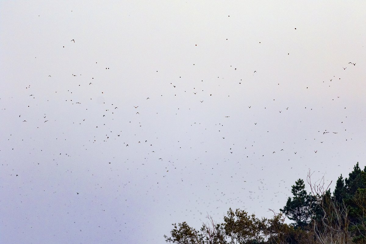 Dažas no septembrī uzņemtajām migrējošo putnu bildēm Papē.

Dzeguze
Mājas strazdi
Dižknābis
Sīkputni virs kāpām