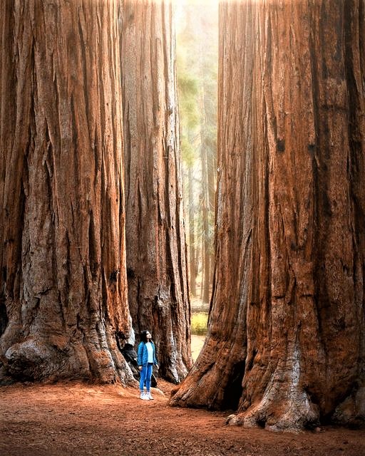 Greenisamissio1's tweet photo. Night thoughts

I am fascinated again and again by the beauty and power with which nature presents itself to us. This is Sequoia National Park in California, USA.💚🌿☘️🌳🌲🍀💚 https://t.co/N7pPOXsTPN