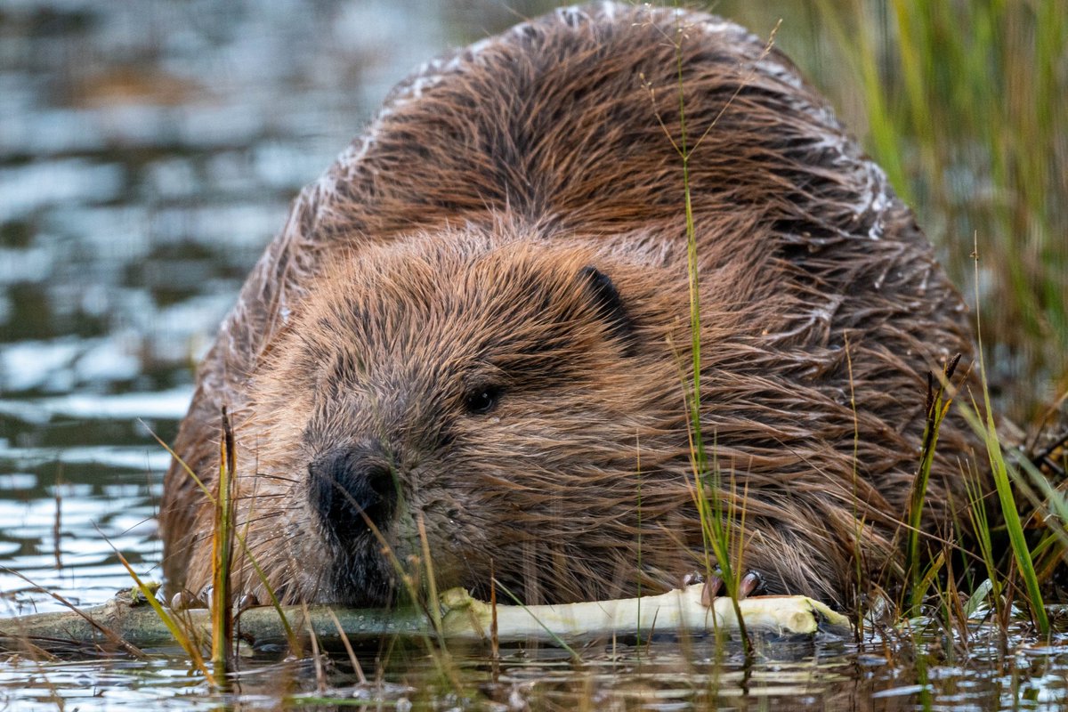 MissouriRecNPS's tweet photo. We don’t think of beaver as prairie animals, but they served a key role in prairie ecosystems until their near-extermination by the fur trade in the early 1800s when populations declined 80-98%.  Today they help restore the land with ~15 million inhabiting North America! https://t.co/aSTCnZRz0s