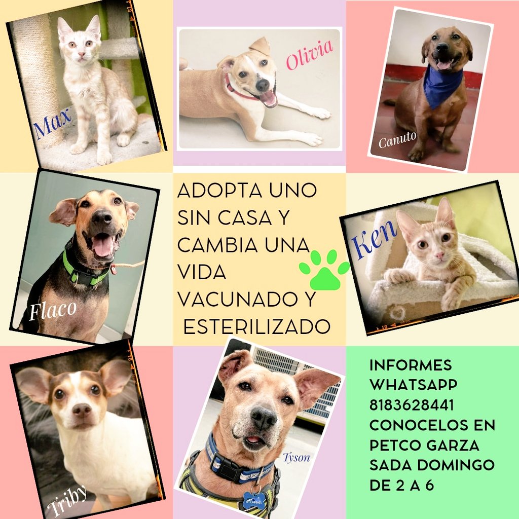 En busca de un hogar 🐕🐈‍⬛
Sábado de 9 30 a 12 y DOMINGO de 2 a 6 en PETCO GARZA SADA
#AdoptaNoCompres
<a href="/AVISOSMTY/">AVISOSMTY</a> <a href="/ComunidadMTY/">Comunidad Monterrey</a> <a href="/aztecacomunidad/">#ComunidadAzteca</a>