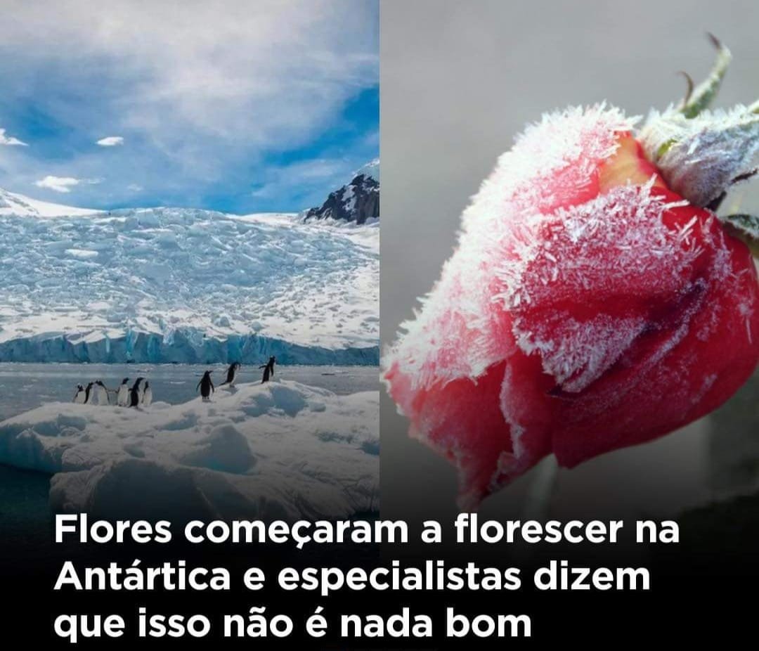 jga_oficial's tweet photo. São as flores do nosso enterro... https://t.co/4KubOORhBL