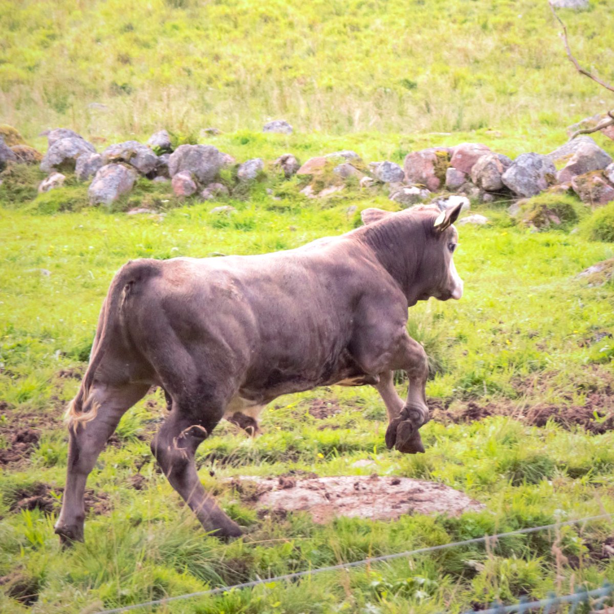 NuSeven's tweet image. #GiddyUp #happycow #Bullish #Bullock #NaturePhotograhpy #photograghy #amateurphoto #Jumping