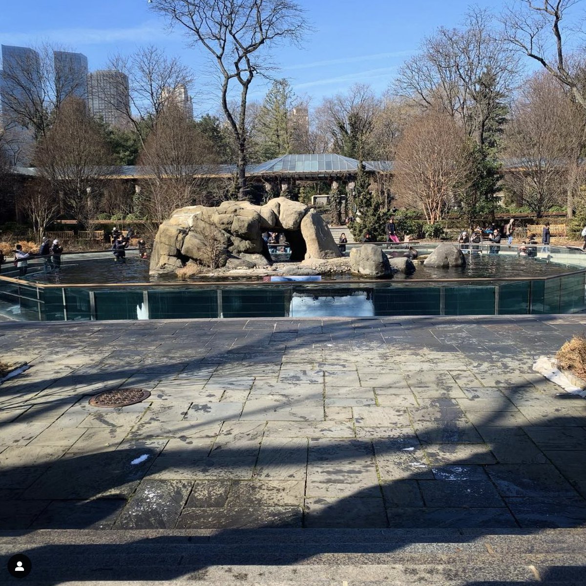 GusSaltonstall's tweet photo. The Central Park Zoo Sea Lion enclosure/pool has flooded and the sea lion's are swimming around the entirety of the space. https://t.co/oLYVPWWw00