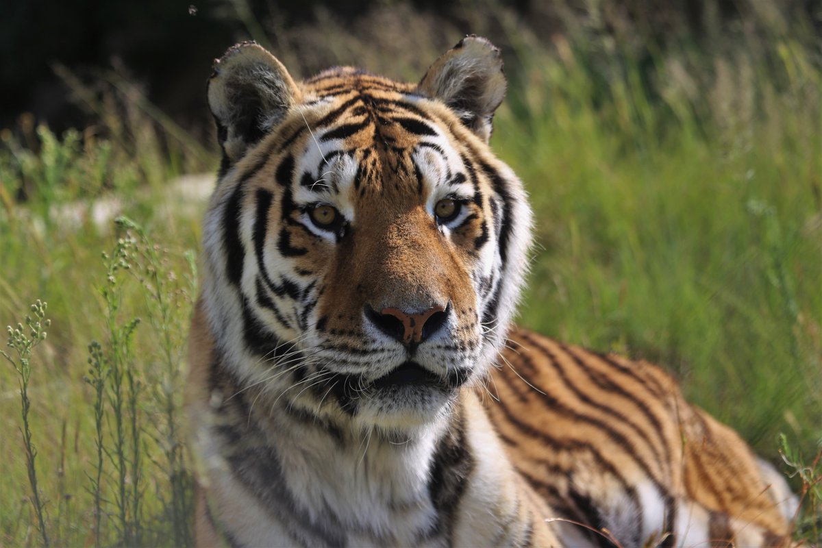Great news for #animals! President Biden upholds protections for #endangeredspecies by vetoing 2 harmful resolutions this week. Thank you @Potus for continuing to protect the Northern long-eared bat & Lesser prairie chicken! (Photo of endangered tiger at our LIONSROCK sanctuary)