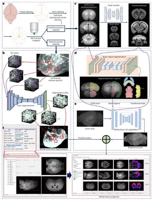 In case you missed it! From the Ren lab comes D-LMBmap, an automated pipeline for mesoscale connectomics including modules for axon segmentation, brain region segmentation and whole-brain registration that works accurately across cell types and modalities. nature.com/articles/s4159…