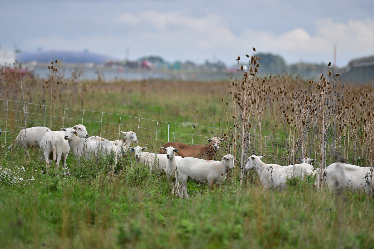 chicago's tweet photo. Meet @fly2ohare's newest employees! For 10 seasons, the O’Hare grazing herd has helped with lawn maintenance across some of the airport’s fences that are hard to reach for large mowers. These eco-friendly City workers are a part of some great, sustainable initiatives at O’Hare! https://t.co/GOD5YwkeUo
