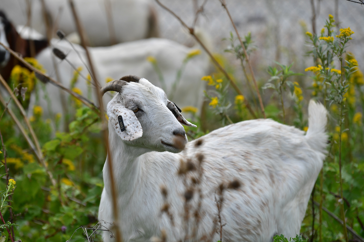 chicago's tweet photo. Meet @fly2ohare's newest employees! For 10 seasons, the O’Hare grazing herd has helped with lawn maintenance across some of the airport’s fences that are hard to reach for large mowers. These eco-friendly City workers are a part of some great, sustainable initiatives at O’Hare! https://t.co/GOD5YwkeUo