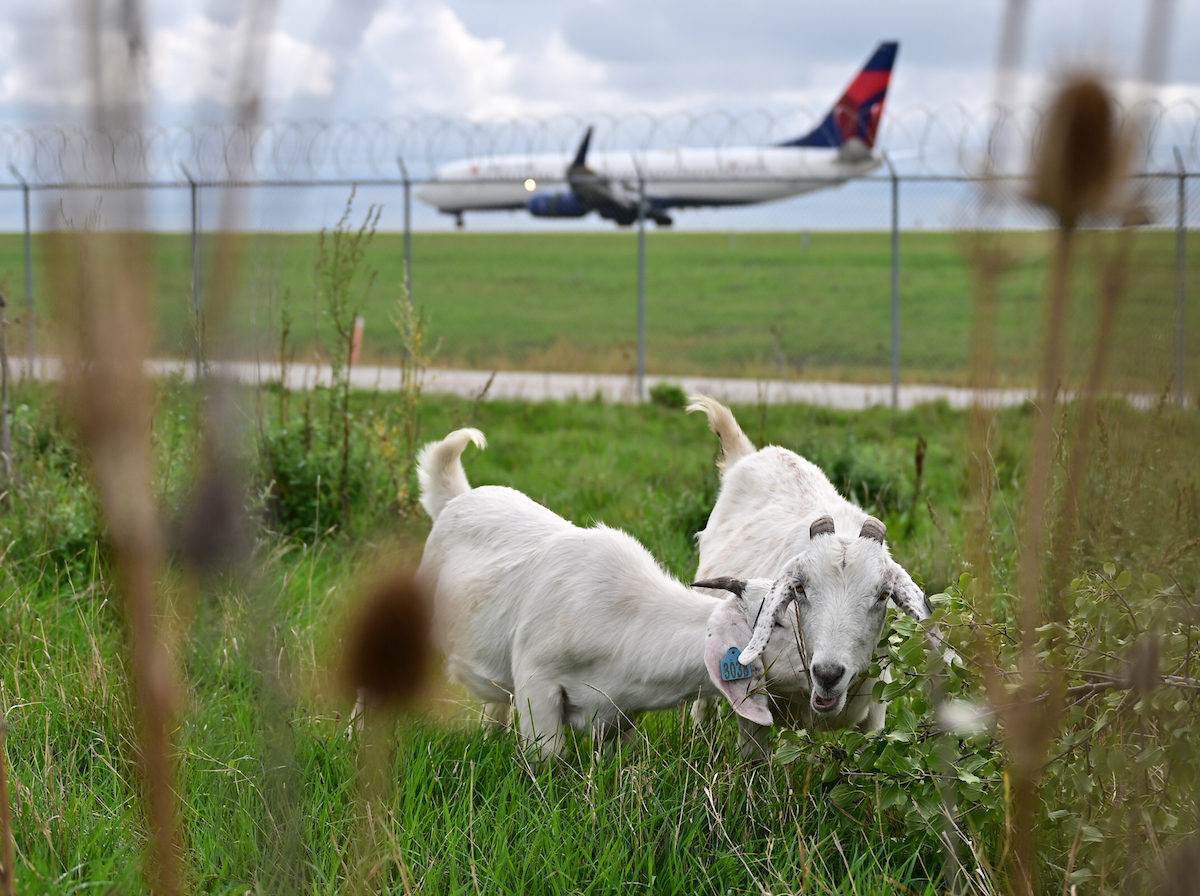 chicago's tweet photo. Meet @fly2ohare's newest employees! For 10 seasons, the O’Hare grazing herd has helped with lawn maintenance across some of the airport’s fences that are hard to reach for large mowers. These eco-friendly City workers are a part of some great, sustainable initiatives at O’Hare! https://t.co/GOD5YwkeUo