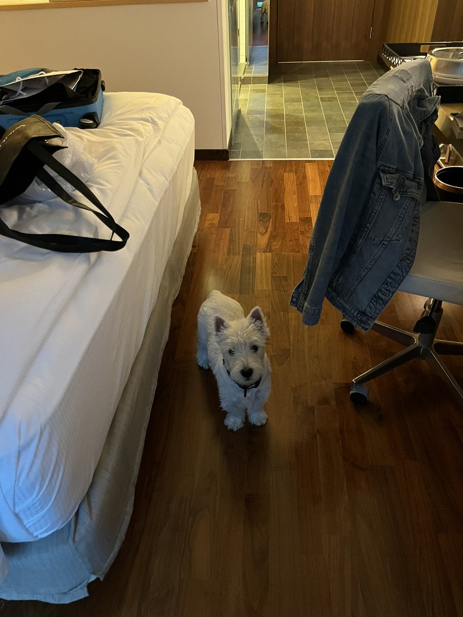 Demetra_Regan_'s tweet photo. Kudos to @HiltonHelsinki for catering even to the most discerning guests! The #dog #goodiebag was a highlight and the facilities and room service excellent. #sauna in the room is an added plus! #dogtravel #hilton #dogonthemove #puppy #mywestieismybestie #westielove  #intrepidtraveller