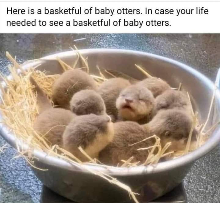WholesomeMeme's tweet photo. https://t.co/vYoYWGo18Y
