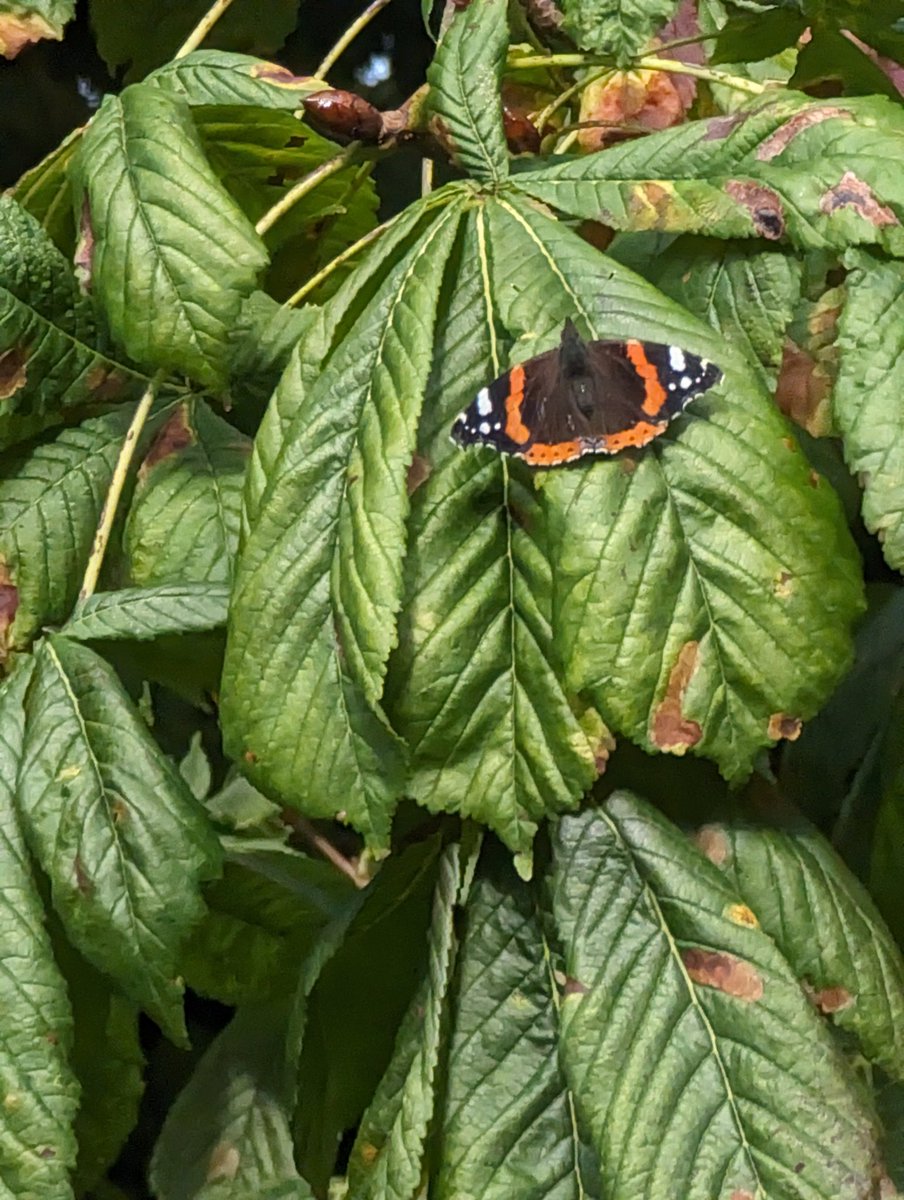 Some beautiful trees on this afternoons stroll 🥰 @WoodlandNomad #TreeClub #astleypark #Chorley 🥰 and a butterfly on a tree 🥰