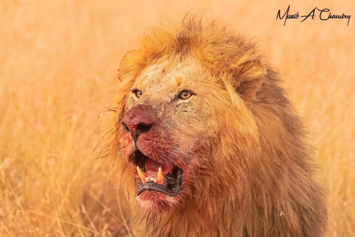 King Olobor of the Black Rock Pride photographed in the Maasai Mara Game Reserve, Kenya. 
#wildlife #wildlifephotography #nature #NaturePhotograhpy #Lion #canonphotography #BBCWildlifePOTD