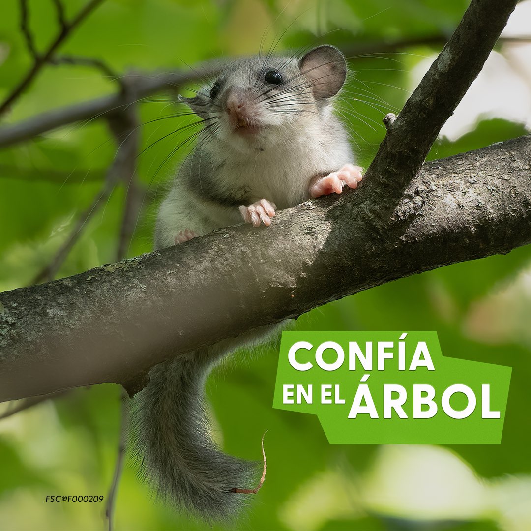 FSCEcuador's tweet image. La Semana del Bosque del FSC ha terminado, pero continúa nuestro compromiso con los bosques. Confía en el Árbol y elige siempre FSC. Mantente al día del trabajo del FSC, suscríbete a su boletín mailchi.mp/fsc.org/newsle… #TrustTheTree #FSCForestWeek