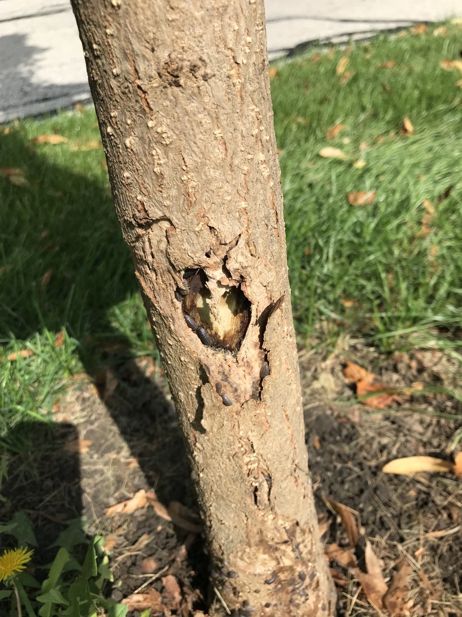 LongLiveTrees's tweet photo. @brittyknows just saw an example of pest ‘invitation’ on my lunch walk. this tree had been - per usual around here - planted too deep, burying the root flare. https://t.co/fvF8kKlxaO