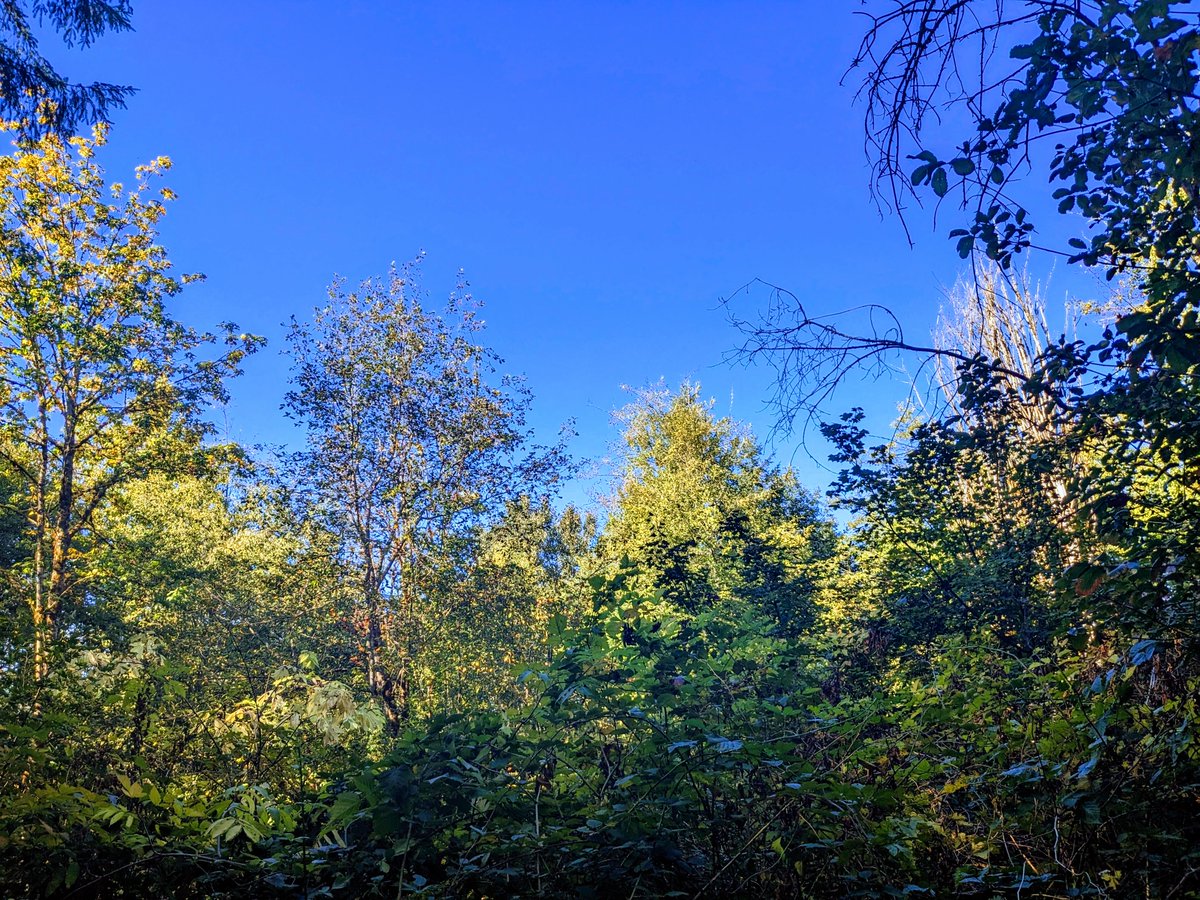 Where the trees meet the sky 🌳🏞️☀️
#findyoursublime #pnw #pacificnorthwest #wastate #onalaskawa #washingtonstate #evergreenstate #discoverlewiscounty #foresttherapy #naturebreak #explorewashington #washingtonwanderlust
🌳 sublime.online