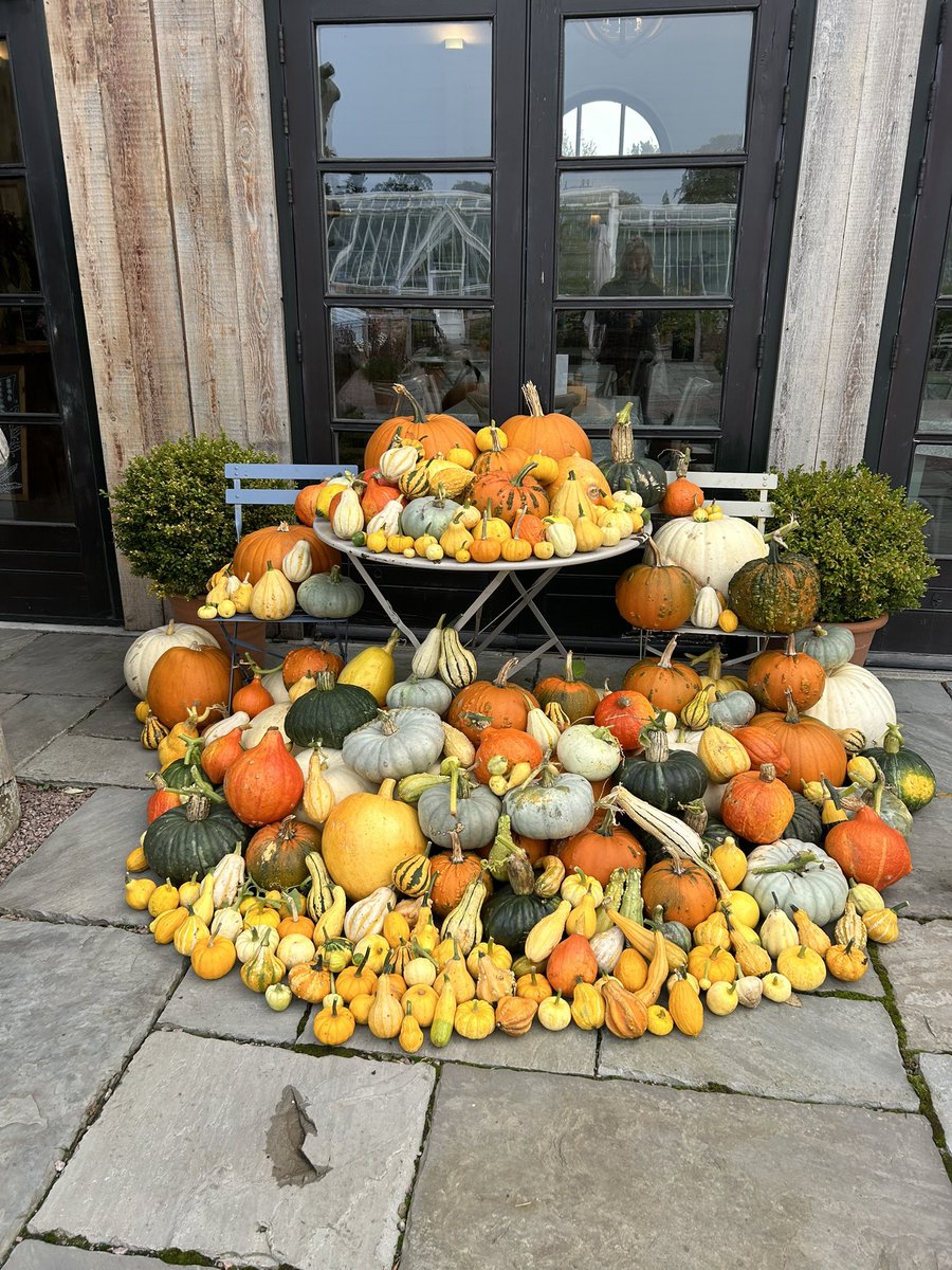 Lovely pumpkins and gourds decorating the dining room table this week from our walled garden 🎃🧡