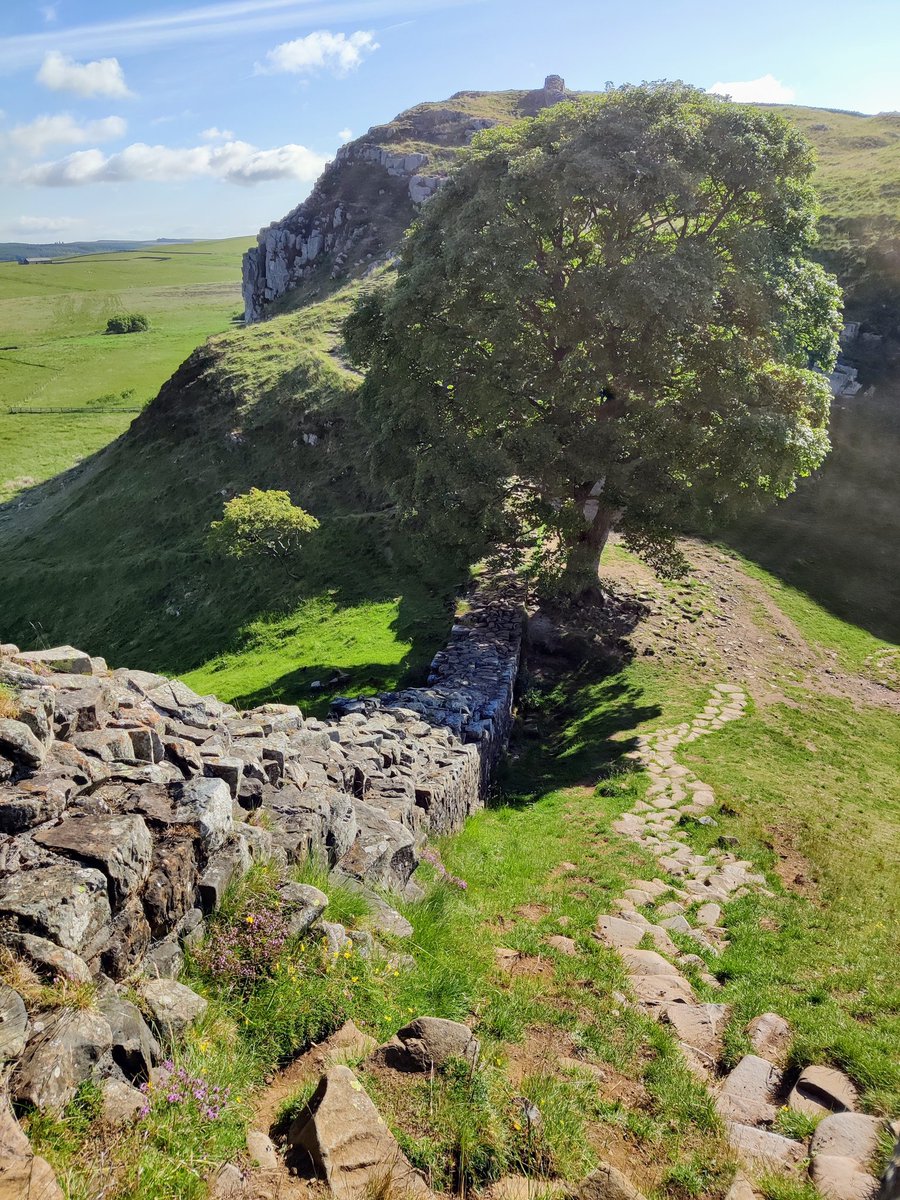ibradshaw's tweet photo. Add your photos of the  #sycamoregaptree 

#SycamoreGap https://t.co/TI5IaSK2mJ