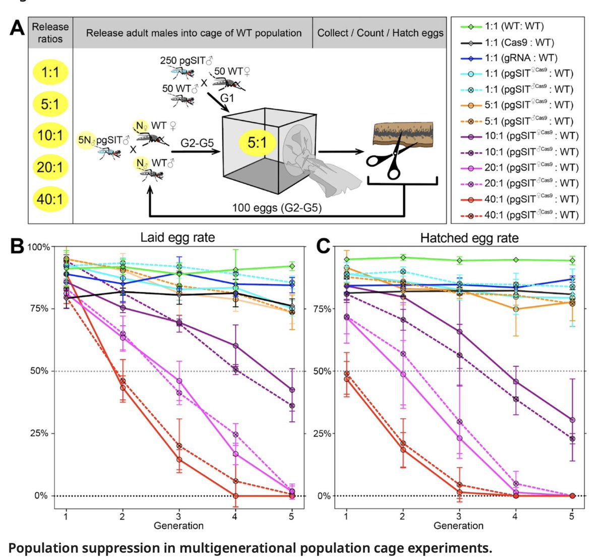 Omar Akbari (@omar_akbari_) on Twitter photo New in <a href="/eLife/">eLife - the journal</a>: Targeting Sex Determination to Suppress Mosquito Populations. Great work by <a href="/NikolayKandul/">Nikolay Kandul</a> <a href="/MINGLI08019428/">MING LI</a> <a href="/zhenxinzaoyi/">Ting Yang</a> <a href="/elena_DB87/">Elena Dalla Benetta</a> <a href="/Daniel_J_Brogan/">Daniel Brogan</a> <a href="/MarshallJohnM/">John Marshall</a> <a href="/chipdelmal/">Héctor M. Sánchez C.</a> <a href="/CraigMontell1/">Craig Montell</a> <a href="/ucsdbiosciences/">UCSD BioSciences</a> <a href="/GenomicsCaltech/">Igor Antoshechkin</a> <a href="/igisci/">Institute for Geographic Information Science</a> and others. New in <a href="/eLife/">eLife - the journal</a>: Targeting Sex Determination to Suppress Mosquito Populations. Great work by <a href="/NikolayKandul/">Nikolay Kandul</a> <a href="/MINGLI08019428/">MING LI</a> <a href="/zhenxinzaoyi/">Ting Yang</a> <a href="/elena_DB87/">Elena Dalla Benetta</a> <a href="/Daniel_J_Brogan/">Daniel Brogan</a> <a href="/MarshallJohnM/">John Marshall</a> <a href="/chipdelmal/">Héctor M. Sánchez C.</a> <a href="/CraigMontell1/">Craig Montell</a> <a href="/ucsdbiosciences/">UCSD BioSciences</a> <a href="/GenomicsCaltech/">Igor Antoshechkin</a> <a href="/igisci/">Institute for Geographic Information Science</a> and others.