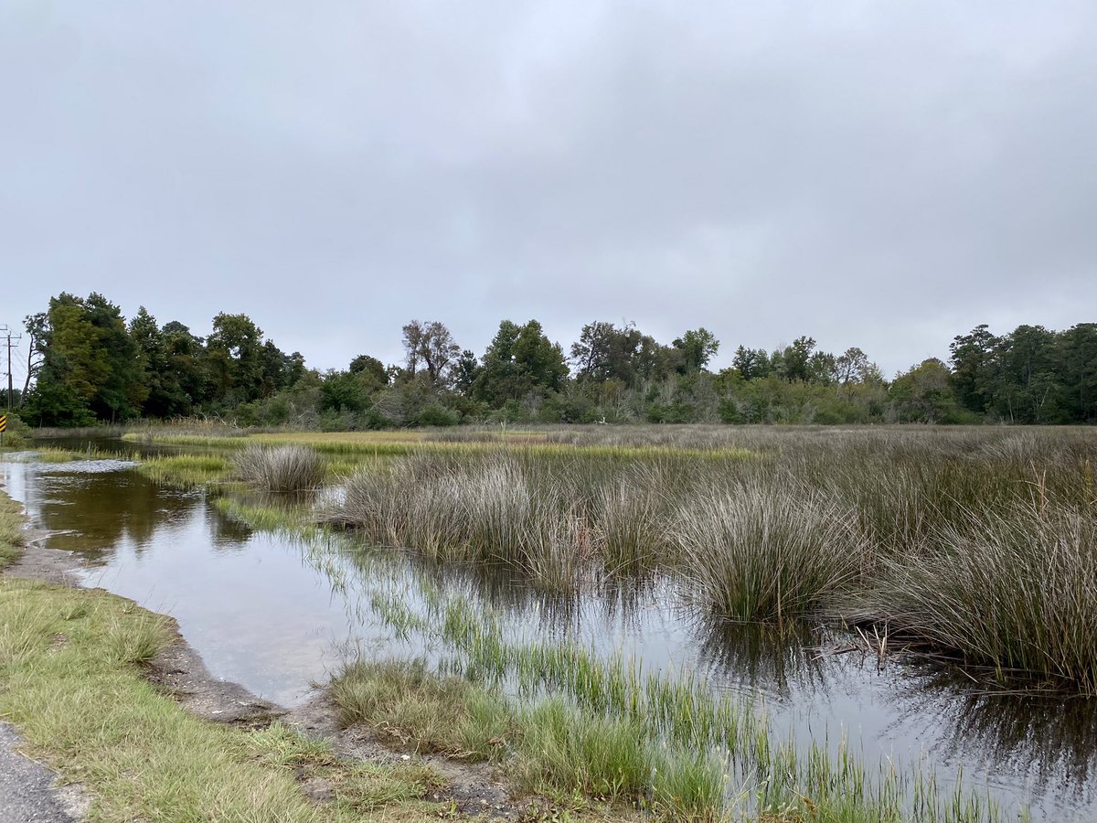AdLibs4Hire's tweet photo. The King Tides were doing a number on Mullet Run, out by Sloop Point this morning.@NWSWilmingtonNC @medwick @TVsGabeRoss @EllaTanseyWECT @LeeHaywoodWX @helenholt123 @wralweather @mazewx66 @WRALAimee @katcampbellwx @BurgawWx @___nwahs___ #FullSound๐ฆ๐๐ฆ https://t.co/GtSayA6Hai