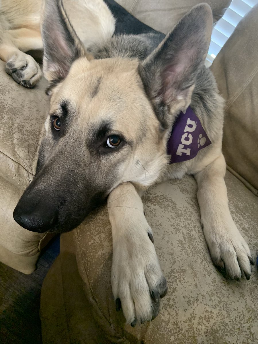 bigdumdumb's tweet photo. luka dogcic, tcu '41 https://t.co/sSACx2QPYE