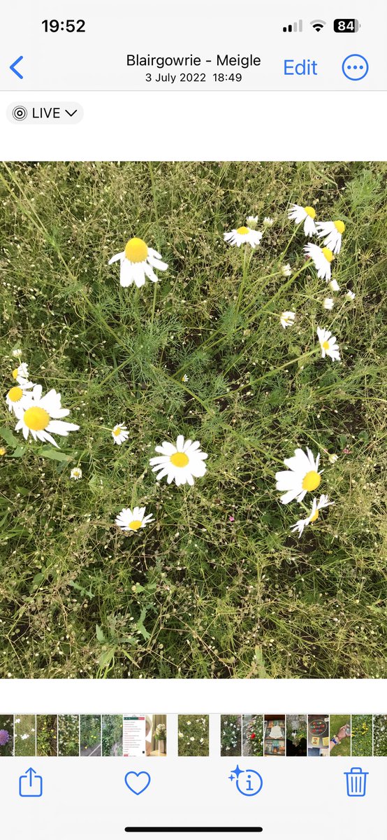 #Perthshire Meadow daisies to remember #MichaelmasDay