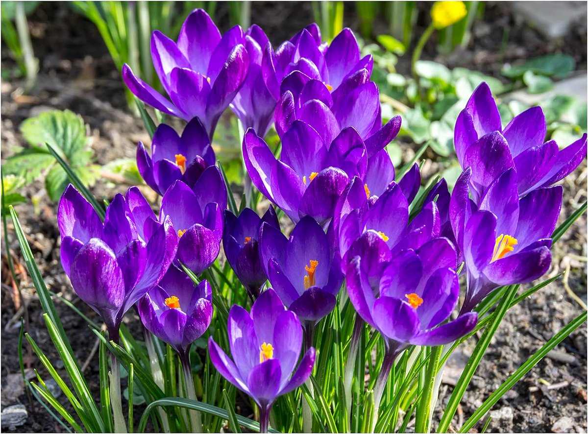 GreenTheGridSW18 tweet media