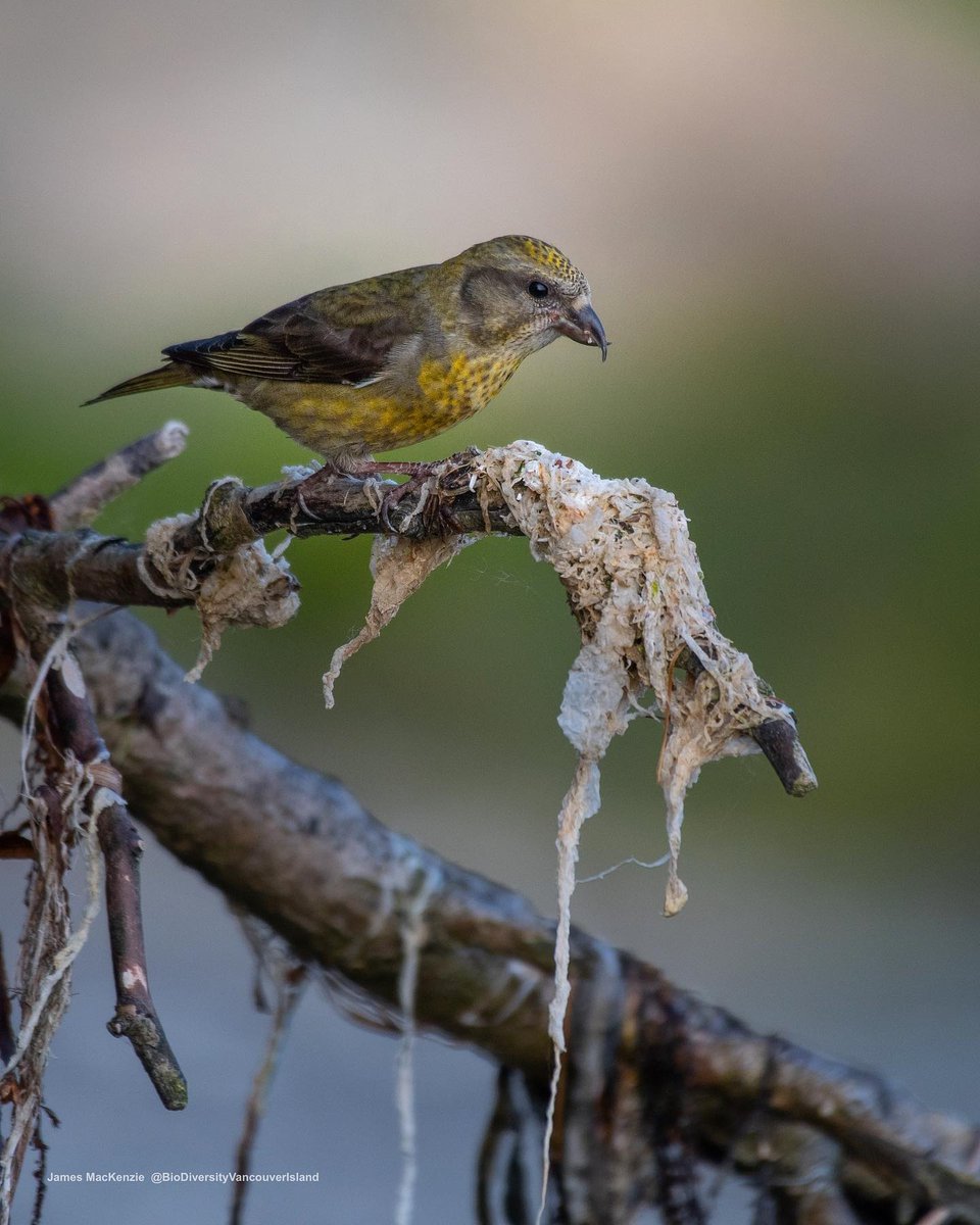 A beautiful photo of a female Red Crossbill in the Comox Valley captured by @biodiversityvancouverisland⁠

#redcrossbill #yellowcrossbill #crossbill #royston #comoxvalley #bcbirdtrail #natgeoyourshot #planetearth #nature #bcbirds #bcbirding #vancouverisland #birdsofcanada