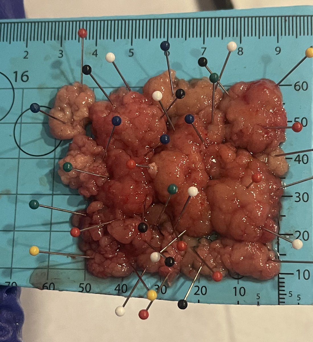 Mariajose Rojas tweet media