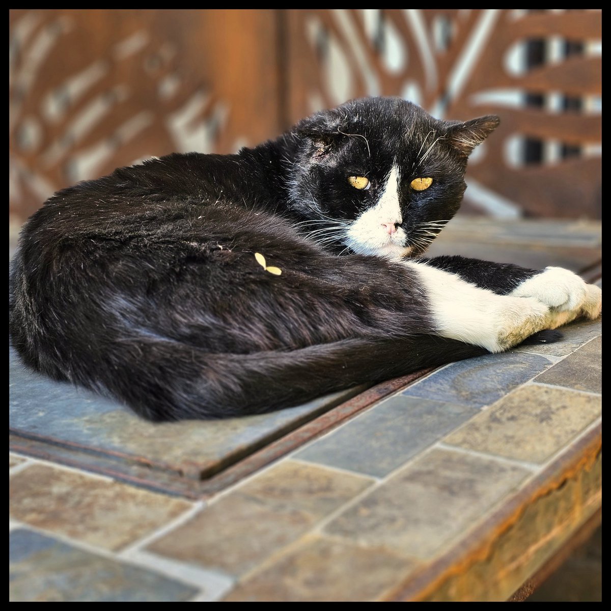 Sometimes we can not throw things away because they are owned by Slovaks, but sometimes it is because they are owned by cats. #outdoorcat #gardenlife