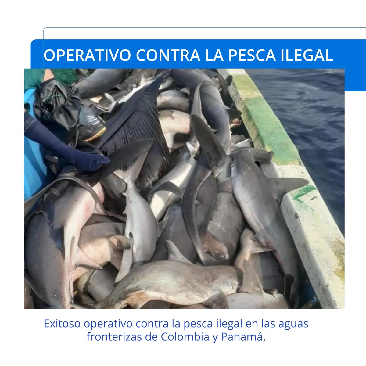 Fundación Malpelo tweet media