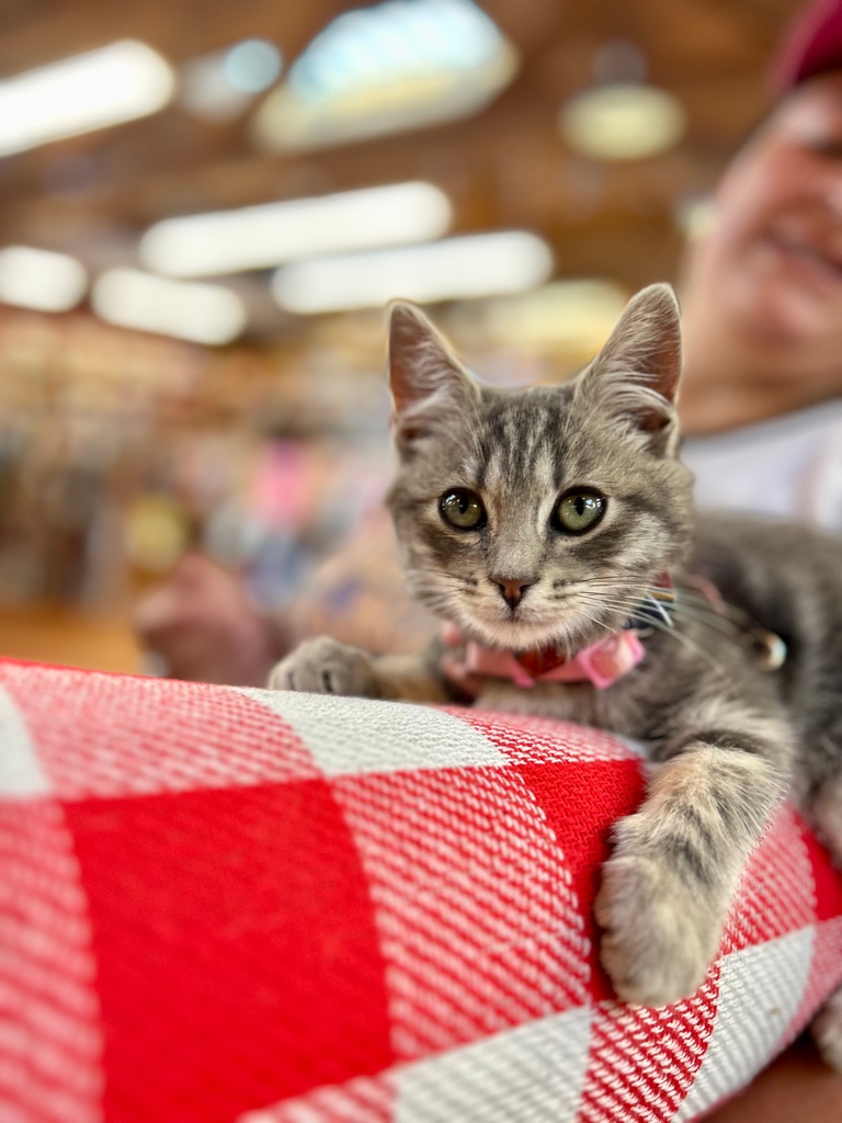 ElliottBayBooks's tweet photo. Meet SPOOKY 🎃 His foster mom brought him in the other day for pre-season tricks and treats 🥰
#catsofebbco #spookyseason #elliottbaybookcompany https://t.co/SKcOw0mhEr