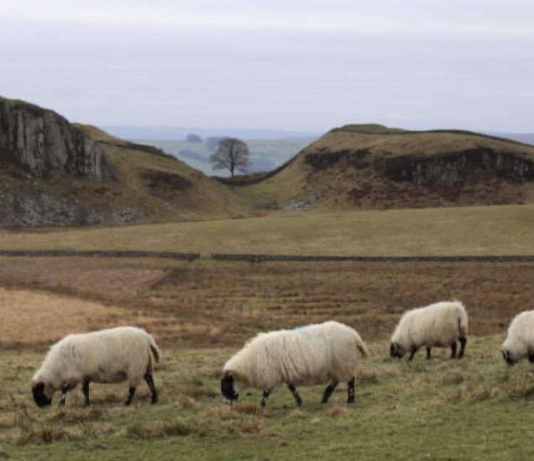 The issue is less the felled sycamore tree than the utterly sheep-wrecked landscape in which it stood.