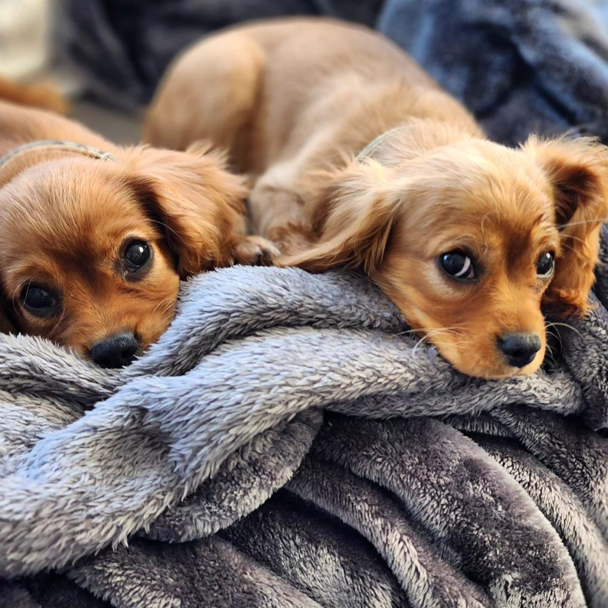 Getting ready to go to Washington, DC. We are Canadian heading near Maryland. What is one thing we must see? We just got married, so treating it like a honeymoon even though it is a Wendy's convention. Meet our new babies!