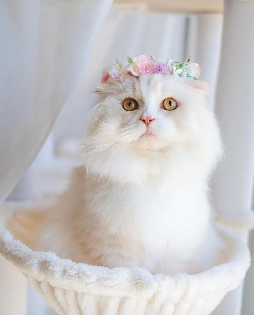 🌿🌼🧺 (@peacozy) on Twitter photo 