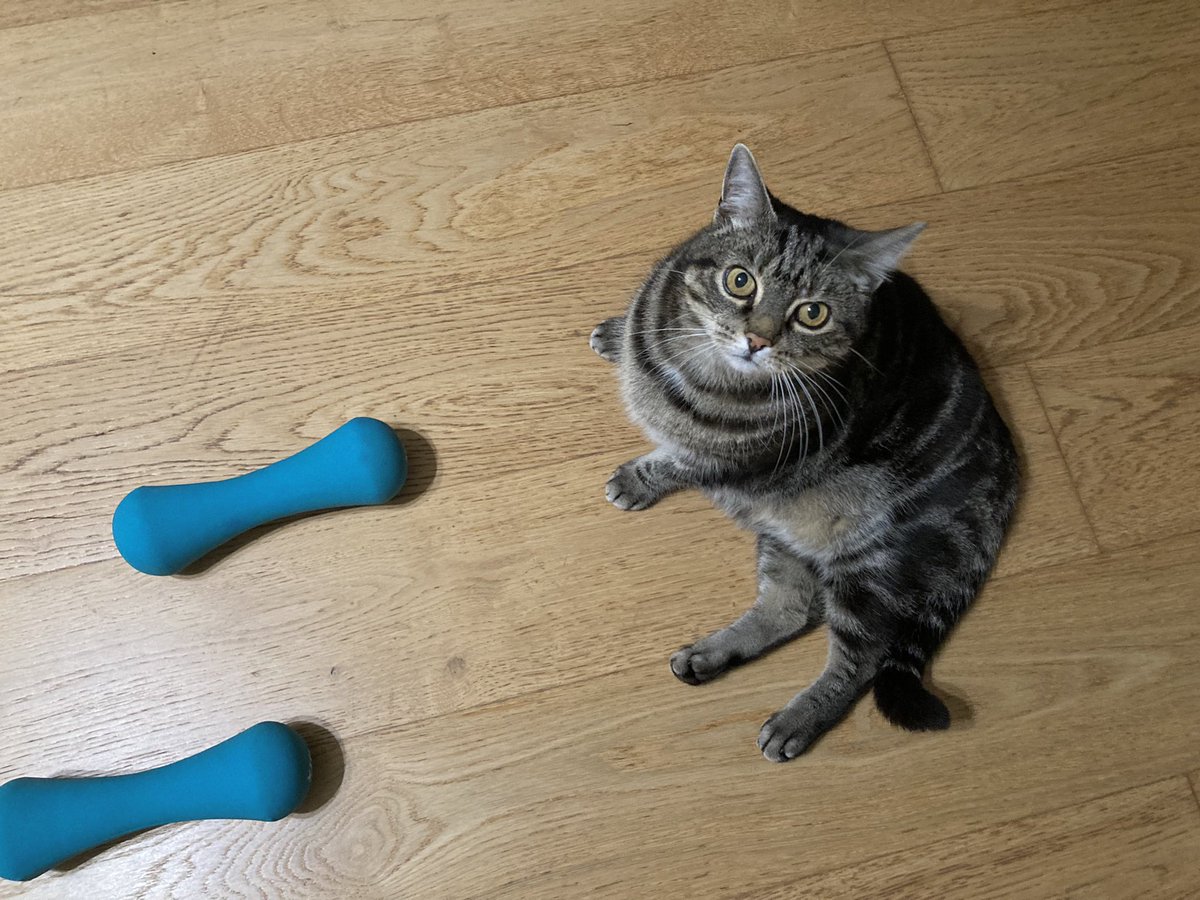 StephMurphy66's tweet photo. I just can’t get any peace… even when exercising #CatStalker https://t.co/V9f9JrbvKh