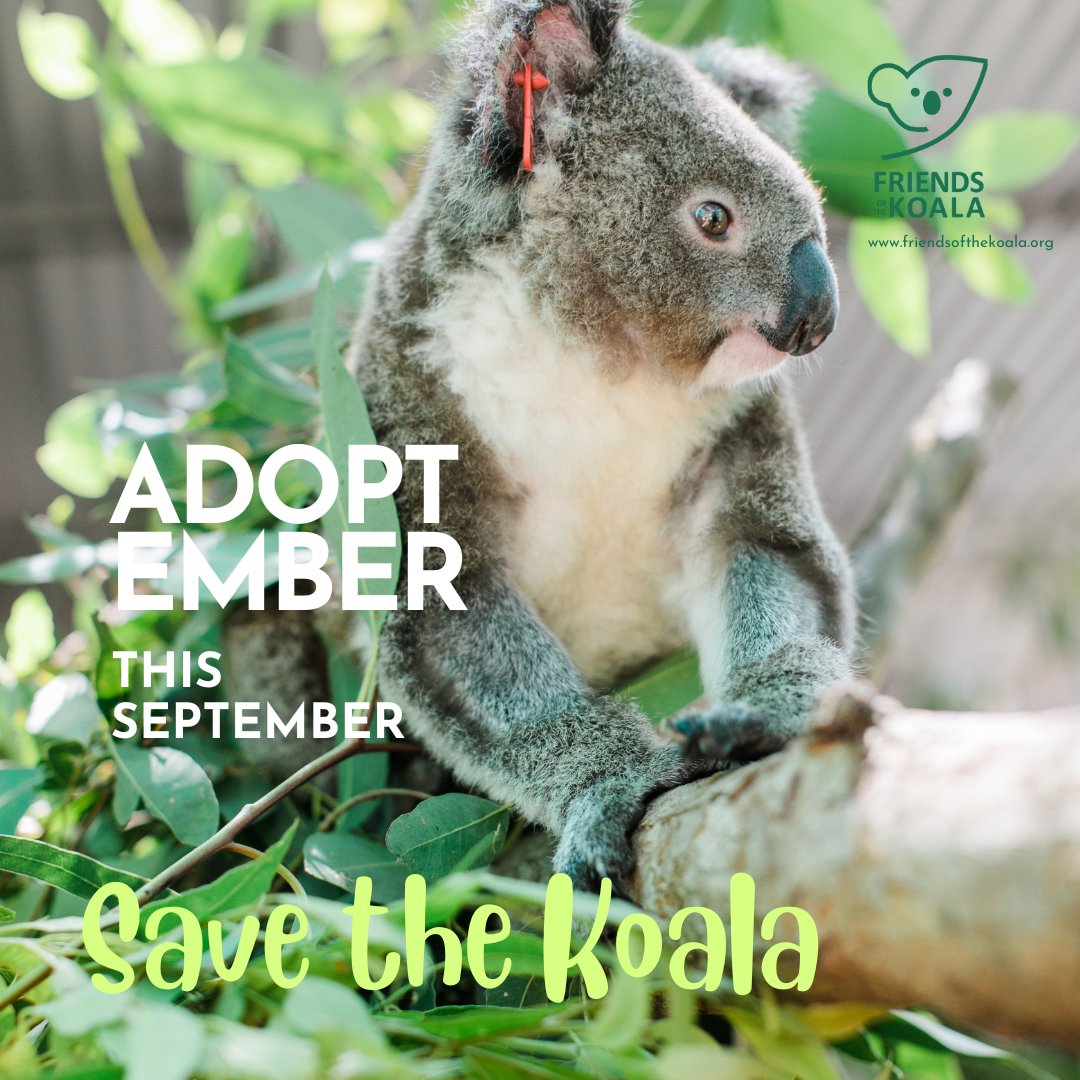 Happy #SavetheKoalaDay!! Celebrate the day and #adoptember #adoptatree or #becomeamember - our #koalas appreciate you! ow.ly/8xH850POoKN