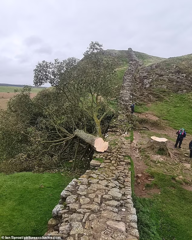 FireDragonsama's tweet photo. The stump is shaped like a heart.  
This was a very beautiful tree. 
#Northumberland https://t.co/8wXSsvismB