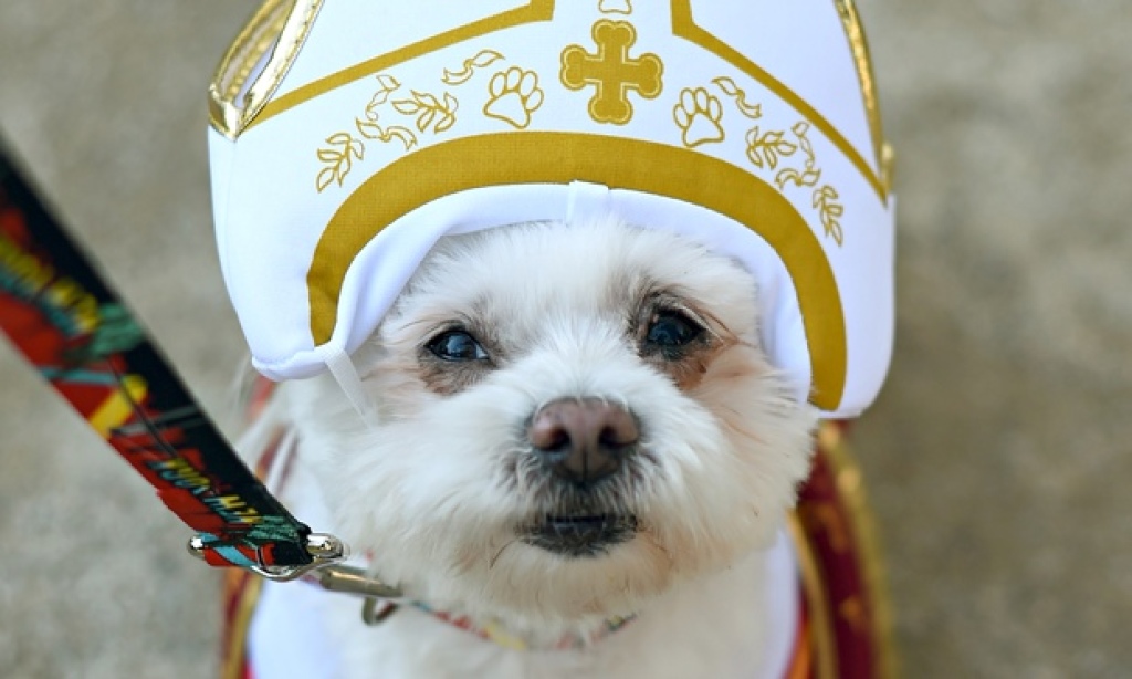 SmlParish's tweet photo. This morning, there will be a blessing of the animals at 10:00 a.m. on the Church lawn. Grab a leash, get your pet blessed by Father Dan!

God wants us to help animals if they need help. Every creature in distress has the same right to be protected. 
- St. Francis of Assisi https://t.co/jvGlGAHRYS