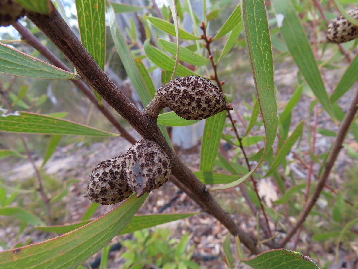 Finger Hakea or Hakea dactyloides at Bombay Reserve on the Shoalhaven River, NSW #Citizenscience #biodiversity <a href="/NatureMapr/">NatureMapr</a> <a href="/destinationnsw/">Destination NSW</a>