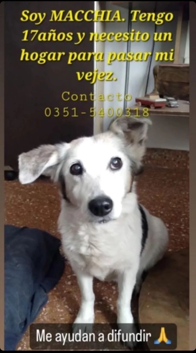 Persona que quiere una compañera tranquila para sus momentos de estudio y paseo, para mimir la siesta y ver la serie, te voy a encontrar 🥹❤️

<a href="/VivireNuevaCba/">VivirenNuevaCórdoba®</a> <a href="/VivirEnNuevaCba/">Vivir en Nueva Cba</a>