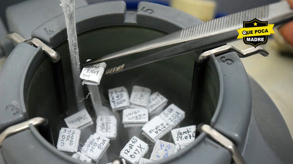 QuePocaMadreMex's tweet image. #SabíasQue 🔬🐘😮

El #ZoológicoDeChapultepec en la #CDMX, cuenta con su propio #LaboratorioDeGenética de la Conservación y #BiobancoDeTejidos y #Germoplasma⁉ Es uno de los primeros en su tipo entre los Zoológicos de #Latinoamérica y el más grande a nivel Nacional.