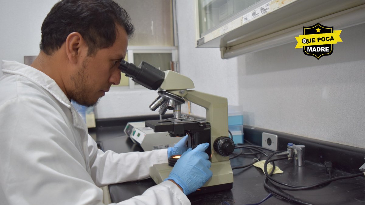 QuePocaMadreMex's tweet image. #SabíasQue 🔬🐘😮

El #ZoológicoDeChapultepec en la #CDMX, cuenta con su propio #LaboratorioDeGenética de la Conservación y #BiobancoDeTejidos y #Germoplasma⁉ Es uno de los primeros en su tipo entre los Zoológicos de #Latinoamérica y el más grande a nivel Nacional.