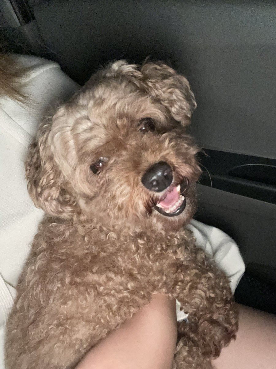 兵庫県姫路市飾磨で
トイプードル？の女の子(多分)を保護しました。
首輪、ハーネスなどなし。
飾磨警察署に届け、来週の月曜日にマイクロチップの確認後それでも見つからなければ3ヶ月見つかるまで保護することになりました。
大人しくていい子です。
飼い主さんに届いて！
 #拡散お願いします