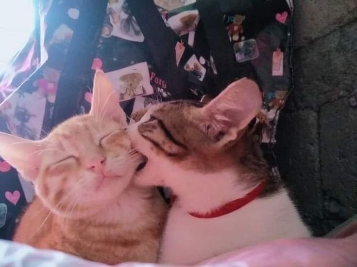 cats that will heal your mental state (@catsmental) on Twitter photo 