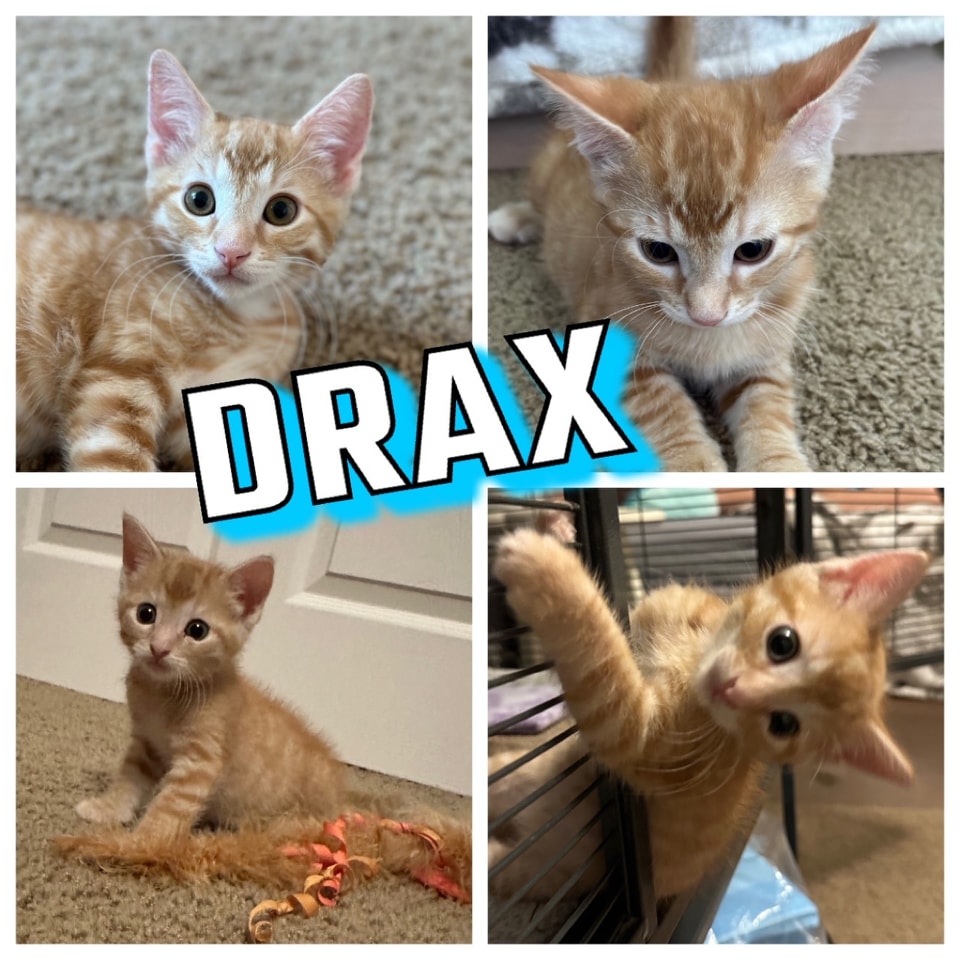 IBRescue's tweet photo. Drax
Available 9/30/23
Male
12 weeks old
Purina one kitten food
https://t.co/6RSHPXrhVM 
#adoptdontshop #adoptme #kittens #petsmart1184 #rosevilleca https://t.co/8ObQPGb8HM