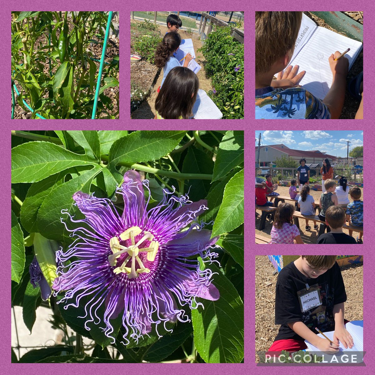 hamlinpop's tweet photo. First grade scientists had their first garden lesson of the year. They learned how to be safe in the garden and how to use their 5 senses to make observations. My ❤️ was happy! @VoigtAIA_RRISD https://t.co/J06d6q7wId