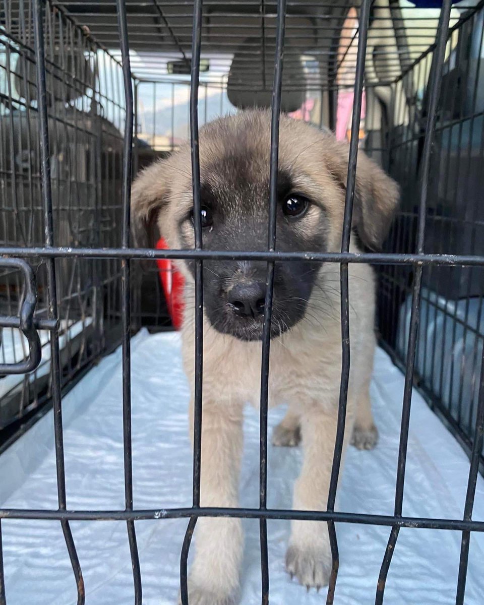 DogKlara's tweet photo. Still no one for Alice? 💔 That’s her at age 2 months and now at 11 months. Is there really no family out there for her? Alice is a wee bit shy but still curious, will be large but not huge, and will be your lost loyal friend! Are you her family? ❤️ #adoptalice #rescue https://t.co/5nXbMs5JNr