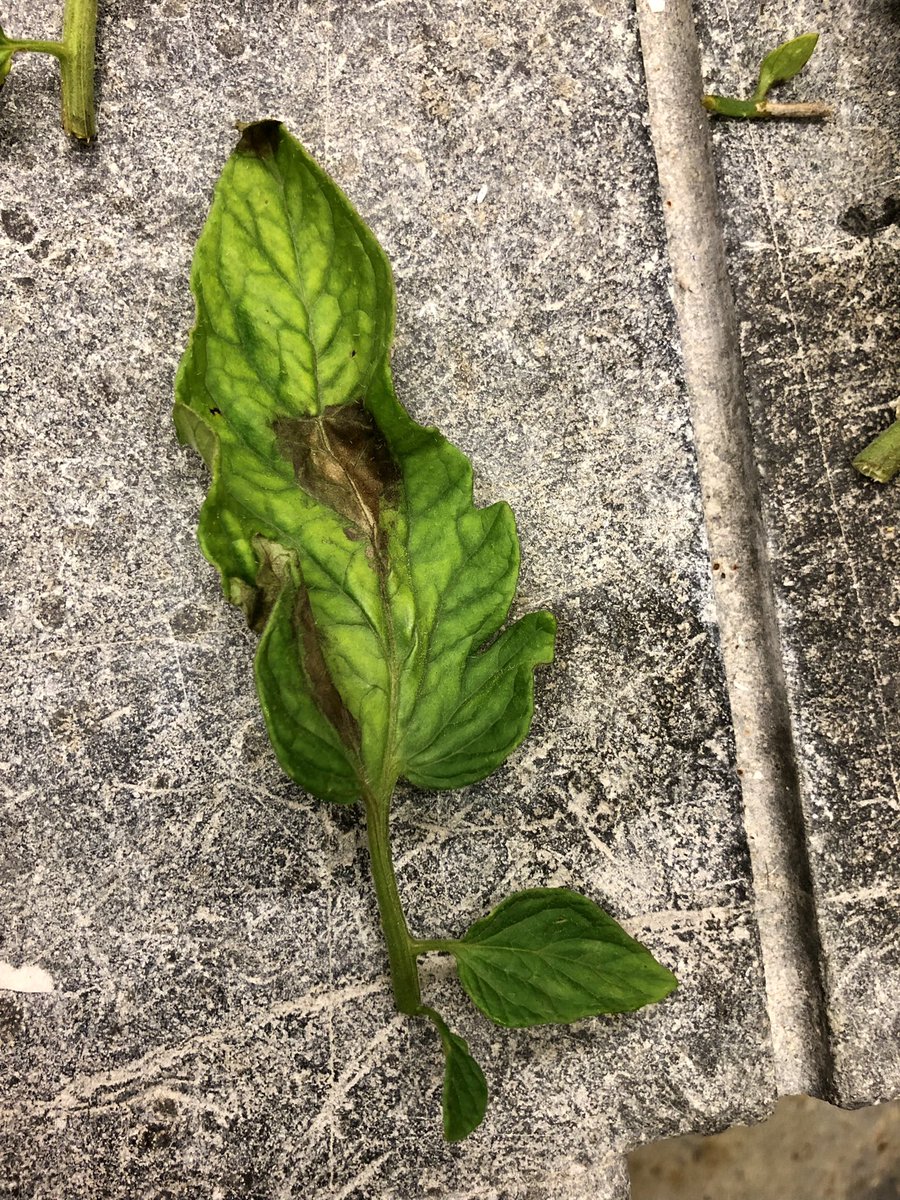 PlantDiseaseGuy's tweet photo. Late blight, we meet again… https://t.co/E2mKM8iktZ